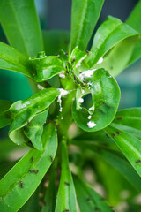 trees and leaves for home decoration