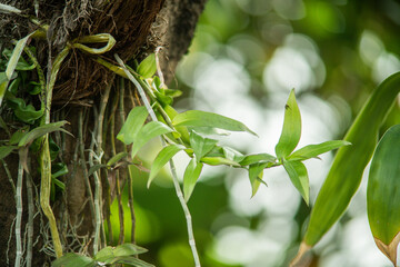 trees and leaves for home decoration