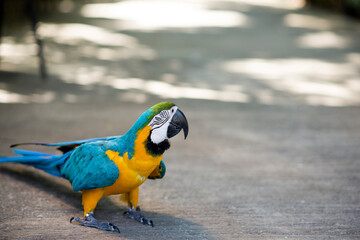 Yellow and blue parrot walking on the ground.