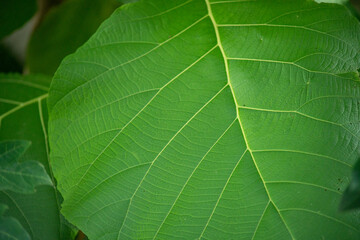 trees and leaves for home decoration