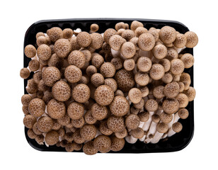 brown beech mushroom on white background