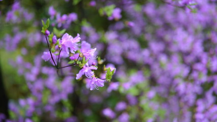 春の花　コバノミツバツツジ