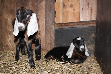 little nubian baby goats newborn cute farm animals