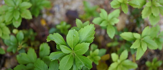 春の緑　フッキソウ