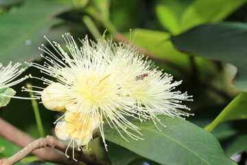 Bee in Rose apple flowers at very high tree. Flower blooming attracts insect to pollinate in spring.