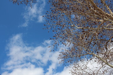 crowns of trees with swollen buds in spring against the sky in a forest of branches with clouds