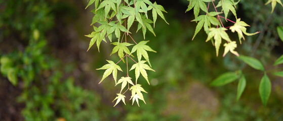 春の緑　イロハモミジ