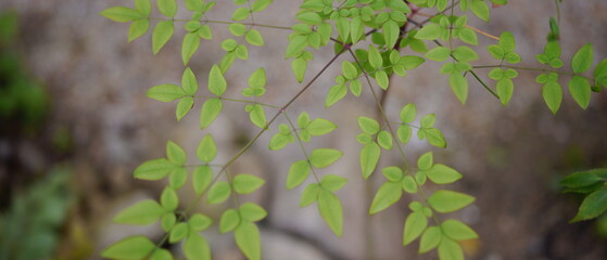 春の緑　ナンテン
