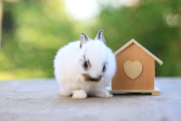 Young baby rabbit is on wood with green bokeh nature background. Adorable and cute new born rabbit small wood house as stay safe at home in Covid-19 crisis.