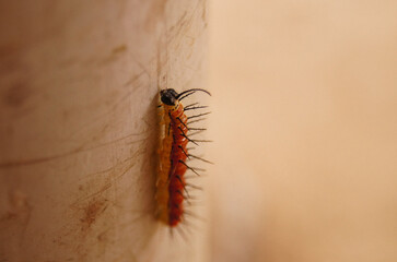 macro of a caterpillar