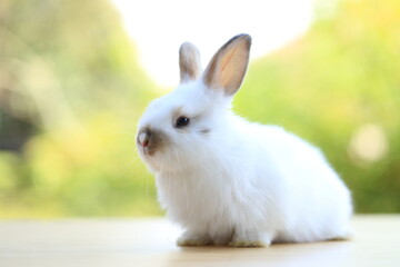 Young baby rabbit is on wood with green bokeh nature background. Adorable and cute new born rabbit .