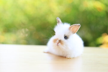 Young baby rabbit is on wood with green bokeh nature background. Adorable and cute new born rabbit .