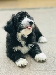 Filhote de poodle posando