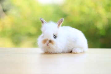 Young baby rabbit is on wood with green bokeh nature background. Adorable and cute new born rabbit .