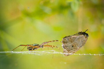 spider on a leaf