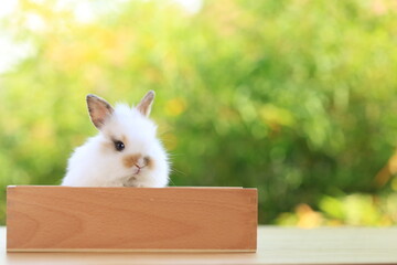 Young baby rabbit is on wood box  with green bokeh nature background. Adorable and cute new born rabbit .