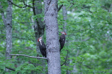 A pair of Pileated Woodpeckers