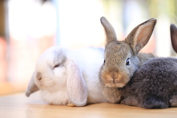Naklejka premium Young baby rabbit is on wood with green bokeh nature background. Adorable and cute new born rabbit .