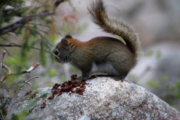 Obraz premium A startled little rid squirrel