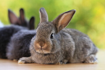 Many young baby rabbit is on wood with green bokeh nature background. Adorable and cute new born rabbit .