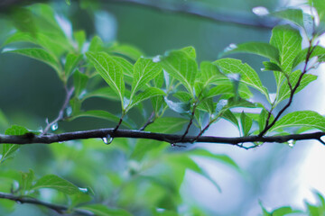 水滴垂れる葉っぱ