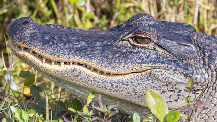 Alligator