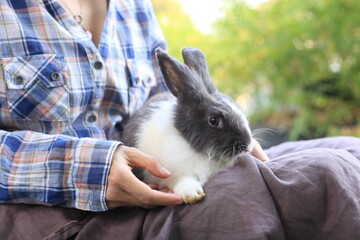 Adorable adult rabbit in woman's arm with care and love tenderly. Farmer holds bunny and friendship...