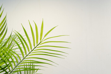 palm leaves white background summer mood 