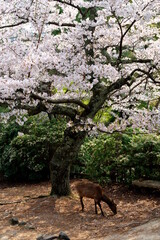 宮島の鹿と桜
