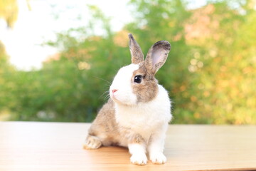 Obraz premium Adorable brown and white bunny on table in green nature bokeh as background.