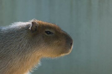 横向きのカピバラ