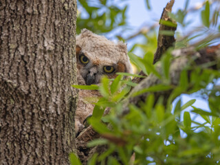 Great Horned Owl