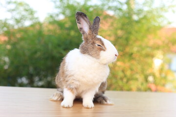 Adorable brown and white bunny on table in green nature bokeh as background.