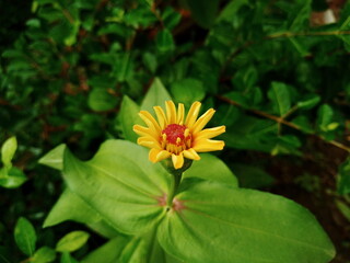 Nature blooming garden verde natureza leaf
Flora