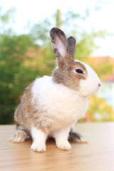 Adorable brown and white bunny on table in green nature bokeh as background.