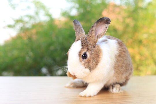 Adorable brown and white bunny on table in green nature bokeh as background.