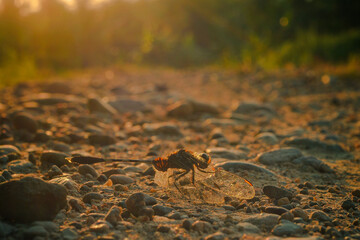 autumn leaves on the ground