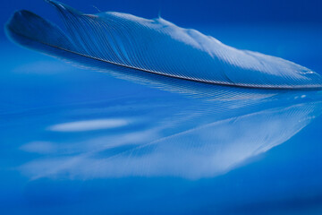 feather on blue