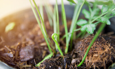Victorian Brake Fern seedling (Close-up) in a plant pot