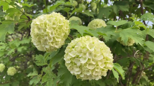 White blossom  Snowball Viburnum shrub, Viburnum opulus roseum swaying in the wind. Spring natural background