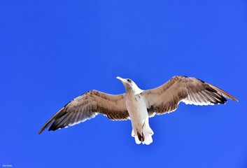 Fototapeta premium Gaivota em vôo 