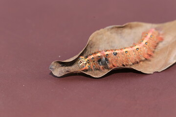 Caterpillar with itchy body to be butterfly.  Macro of alive small insect of hairy caterpillar