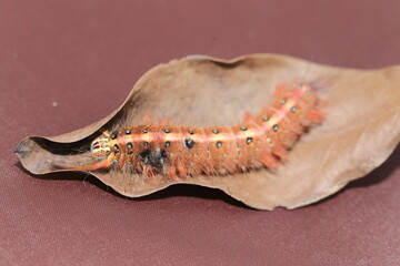 Caterpillar with itchy body to be butterfly.  Macro of alive small insect of hairy caterpillar