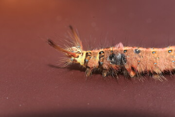Caterpillar with itchy body to be butterfly.  Macro of alive small insect of hairy caterpillar