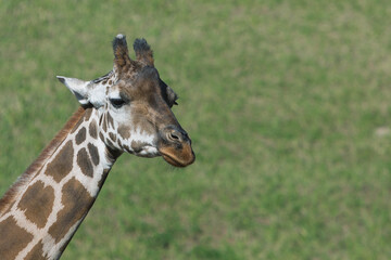 横向きのキリン