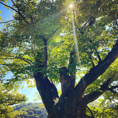 Naklejka premium sunshine tree