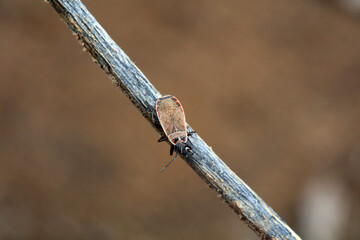 Stink bugs on dry grass stalks, North China