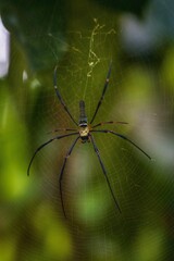 spider on a web