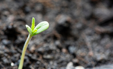 Marijuana seed natural small green hemp sprout seedling, cannabis seeds on soil background, close up of planting hemp seeding agriculture herbal medicine