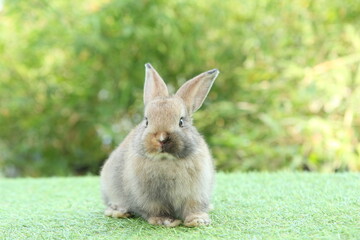 Cute litte rabbit on green grass with natural bokeh as background. Young adorable bunny playing in garden.